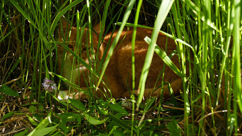 Close-up of lizard on grass