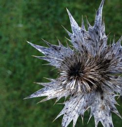 Close-up of dry thistle flower