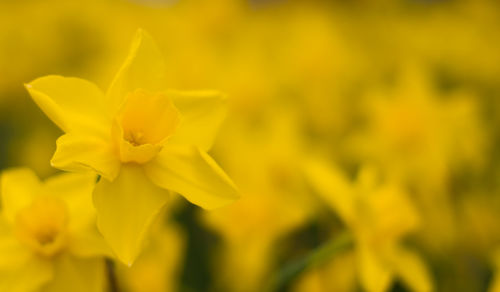 Close-up of yellow flowers blooming outdoors