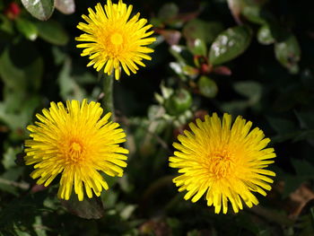 Close-up of yellow flowering plant on field