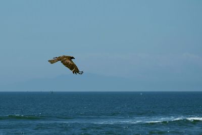 Bird flying over sea against sky