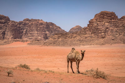 View of a horse on land