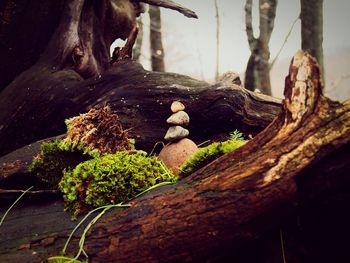 Close-up of mushrooms on tree trunk