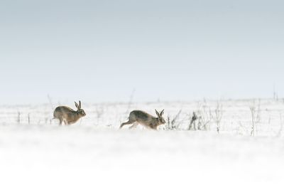 Flock of birds on snow covered land