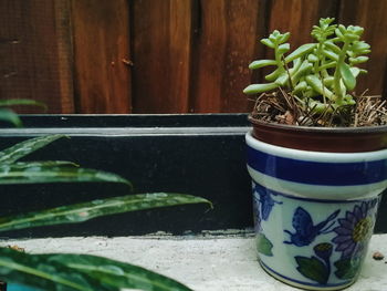 Close-up of potted plant on table