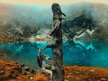 Driftwood on rock by lake