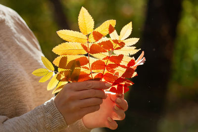 A women hands holding autumn leaves in a park on a sunny autumn day. 