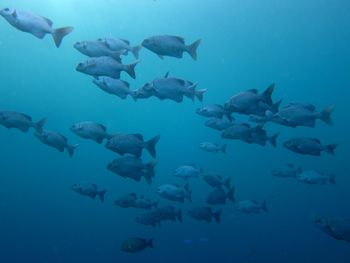 Fishes swimming in sea