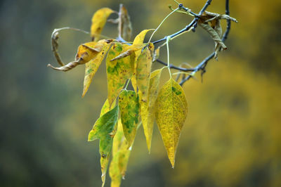 Close-up of yellow flowering plant