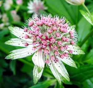 Close-up of pink flower