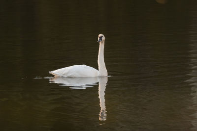 Swan swimming in lake