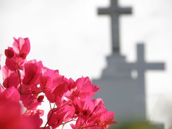 Close-up of pink flowers