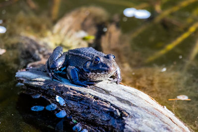 Close-up of frog on wood