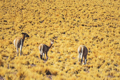 Vicuñas in the atacama desert