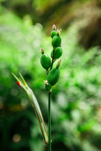 Close-up of buds on plant