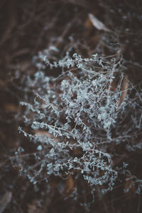 Close-up of frozen water