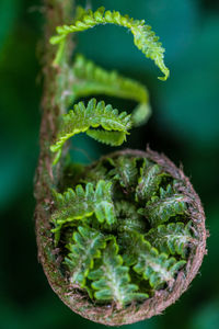 Close-up of fern growing on plant