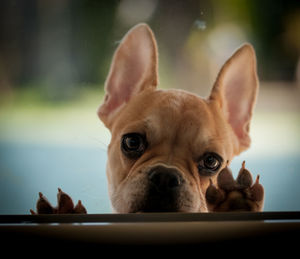 Portrait of a dog