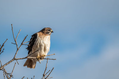 Low angle view of eagle perching on plant against sky