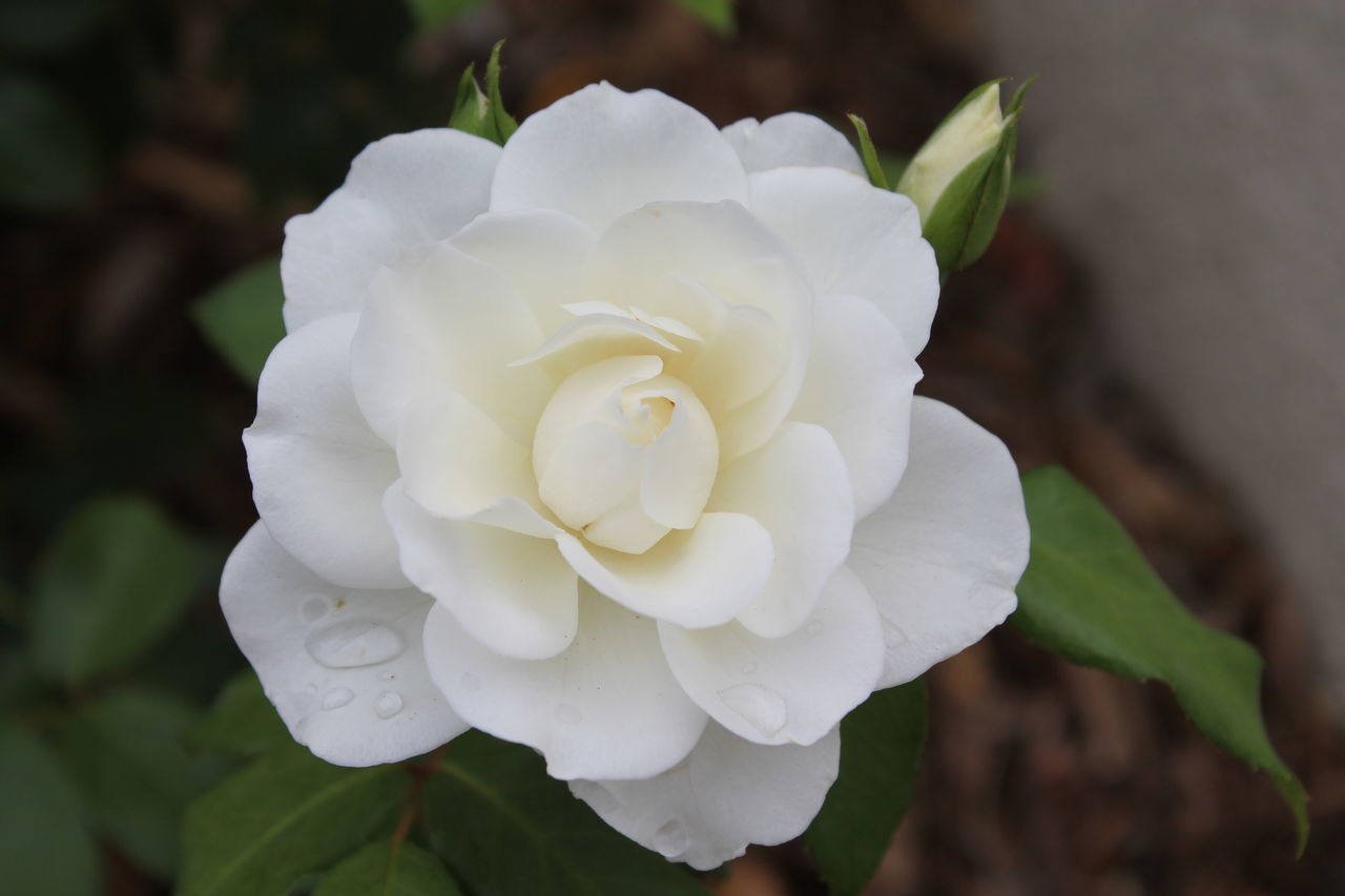 CLOSE-UP OF WHITE ROSE IN PLANT