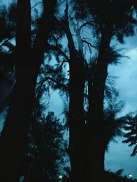 Low angle view of trees in forest