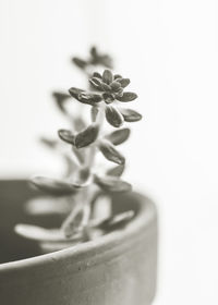 Close-up of potted plant on table