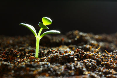 Close-up of young plant growing outdoors