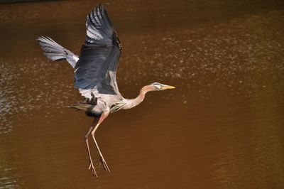 View of a bird flying over lake