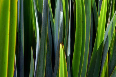 Full frame shot of plants