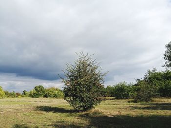 Trees on field against sky