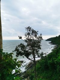 Tree by sea against sky
