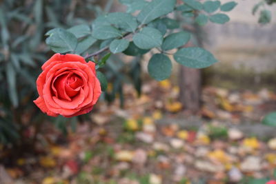 Close-up of red rose