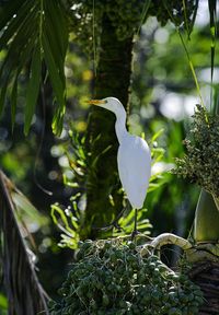 Close-up of white bird on tree