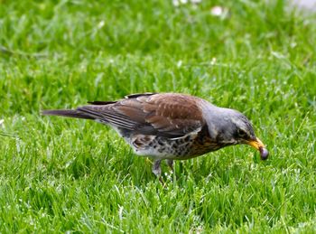 Side view of a bird on grass