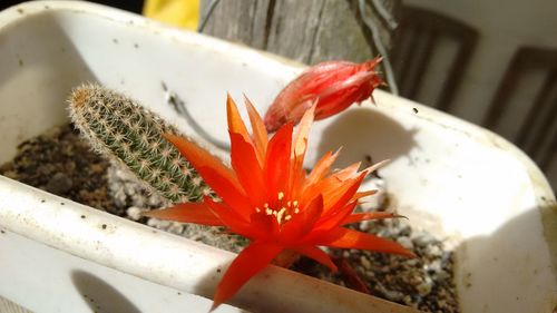 Close-up of red cactus flower