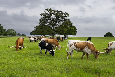 Cows grazing in field