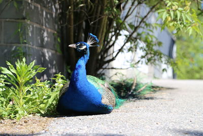 Close-up of peacock perching on street