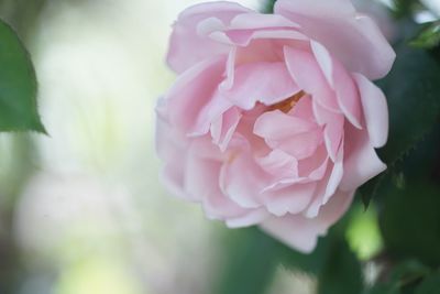 flowering plant