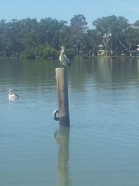 Reflection of trees in water