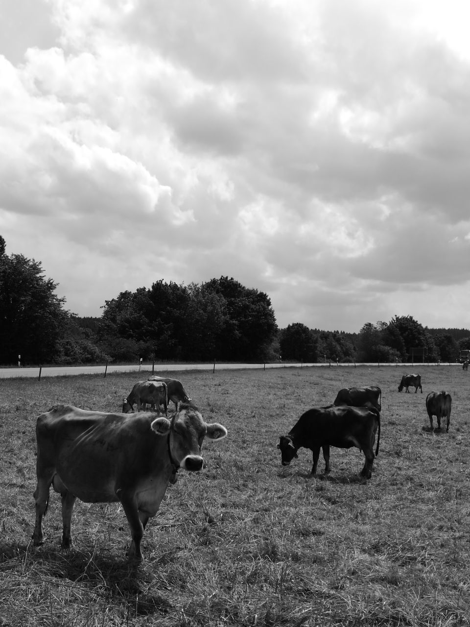 COWS GRAZING ON FIELD