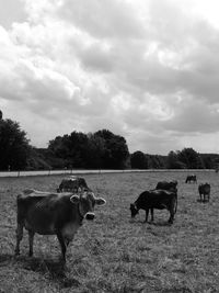 Cows grazing on field against sky