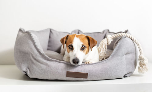 Portrait of a dog jack russell terrier lying in a gray pet bed and looking at camera.