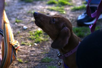 Close-up of a dog