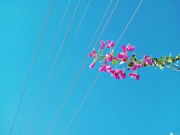 Low angle view of pink flowering plant against clear blue sky