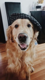Close-up portrait of dog at home