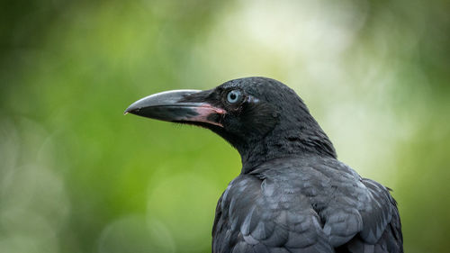 Close-up of a bird perching on a land