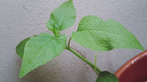 Close-up of leaves