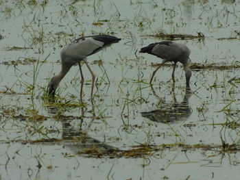 Birds in a lake