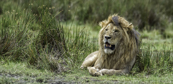 Lion resting on field