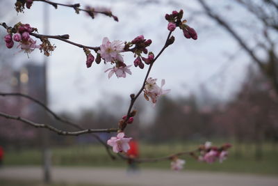 Close-up of pink cherry blossoms in spring